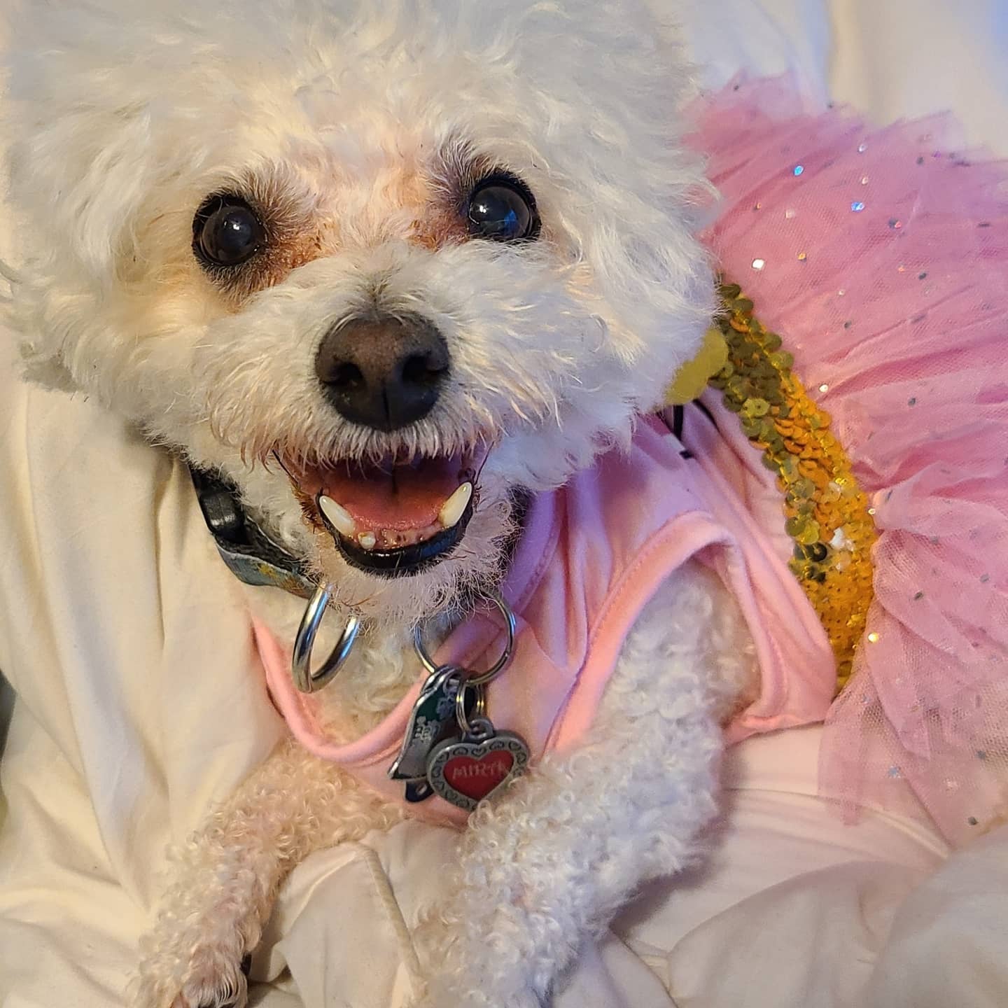 Crafting a Woolen Masterpiece: Mira's Portrait, A Pawsitively Adorable Tribute - Pawloom Studio