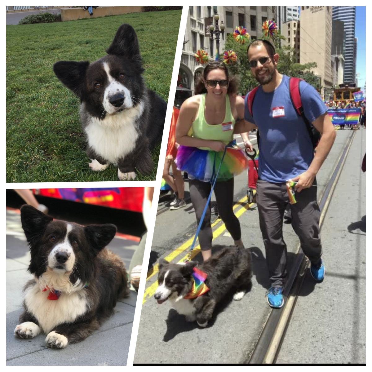 Crafting a Rainbow-Bright Memorial Wool Portrait for Cooper - Pawloom Studio