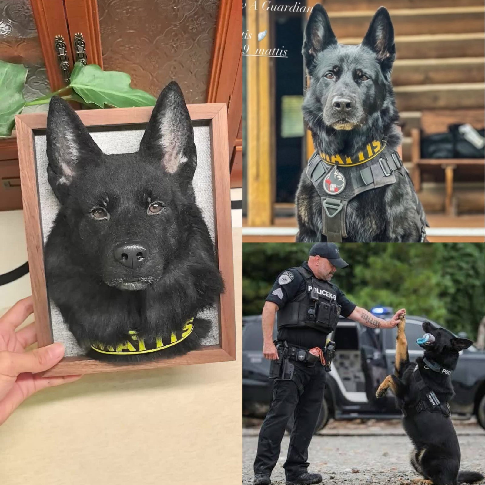 Custom framed wool pet portrait beside the reference pet